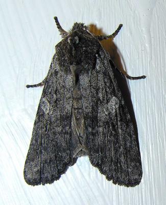 Lithophane unimoda (?) - 9916 - Dowdy Pinion Moth (?)