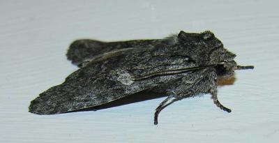 Lithophane unimoda (?) - 9916 - Dowdy Pinion Moth (?)