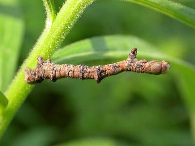 twig caterpillar -- not ID'd yet