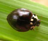 very dark Lady Beetle -- species unknown