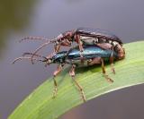 Donacia sp. beetles (mating)