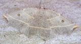 Metanema inatomaria - 6819 -- Pale Metanema Moth