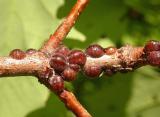 Parthenolecanium corni  - European Fruit Lecanium