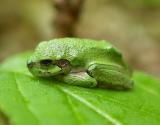 Gray Treefrog  -  Hyla versicolor