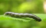 Fall cankerworm (?) --  <i>Alsophila pometaria (?)</i>