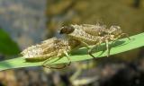 Epitheca (Tetragoneuria) dragonfly exuviae and a zebra mussel shell