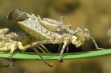 Epitheca (Tetragoneuria) dragonfly exuviae and a zebra mussel shell -- detail