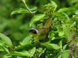 Common Yellowthroat warbler - 1