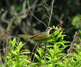 Common Yellowthroat warbler - 2