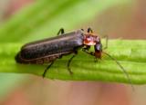 NOT a firefly - this is a Soldier beetle (family Cantharidae)
