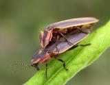 fireflies - pair mating