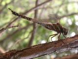 Aeshna canadensis - Canada Darner -side view