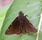 Northern Cloudywing Skipper -- Thorybes pylades