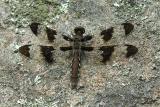 Common Whitetail - female dragonfly