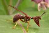 Climaciella brunnea - Brown Mantidfly