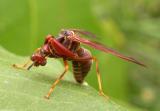 Climaciella brunnea - Brown Mantidfly -  bending head downwards