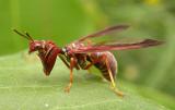 Climaciella brunnea - Brown Mantidfly