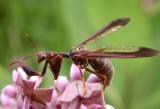 Climaciella brunnea - Brown Mantidfly