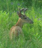 White-tailed deer -- Odocoileus virginianus