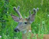 White-tailed deer -- Odocoileus virginianus