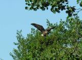 Bald Eagle at Maccan Tidal Bore Wetland Area