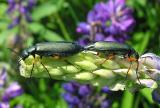 Lytta sayi --green blister beetles on lupines - Chignecto