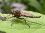 Asilidae:  Tolmerus spp.  -- Robber fly (Amherst Shore P.P.)