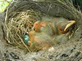 robins in herb garden