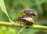 Goldenrod beetles -- <i>Trirhabda  sp. (borealis?)</i> - 2