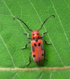 Eastern Milkweed Longhorn beetle -- <i>Tetraopes tetraophthalmus</i>