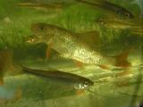 Jock River Fish Survey -- August 3, 2005