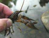 <i>Orconectes rusticus</i> crayfish - side view