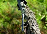 Eastern Pondhawk -- <i>Erythemis simplicicollis</i> - male -- eating a deerfly