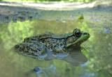 Green Frog - Rana clamitans