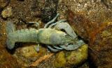 <i>Orconectes rusticus</i> or <i>O. rusticus</i> hybrid crayfish