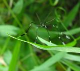 Phantom Cranefly -- <i>Bittacomorpha clavipes </i>