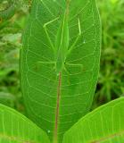 katydid on milkweed leaf -- not yet ID'd