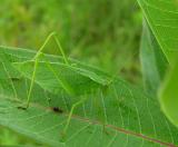 katydid on milkweed leaf - view 2