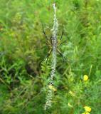 <i>Argiope aurantia</i> -- underside and view of stabilimentum on web