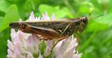 spurthroated grasshopper (?) -- Melanoplus species - large version
