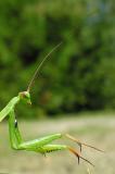 Praying mantis -- Mantis religiosa - head close-up