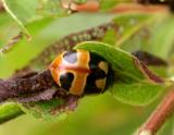 Hieroglyphic lady beetle -- Coccinella hieroglyphica