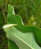 Tree Cricket on milkweed leaf - 2