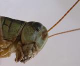 Red-legged Grasshopper -- Melanoplus femurrubrum ? - head - view 3