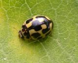 Fourteen-spotted lady beetle - Propylea quaduordecimpunctata - view 1