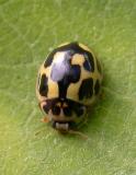 Fourteen-spotted lady beetle - Propylea quaduordecimpunctata - view 2