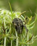 orb weaver in the genus Neoscona - on Queen Annes Lace