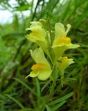 Butter-and-Eggs -- Linaria vulgaris