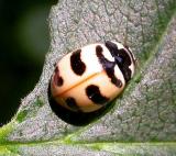 Coccinella trifasciata - Three-banded lady beetle
