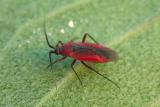 Scarlet Plant Bug -- Lopidea spp.